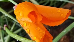 Orange Blume im Regen